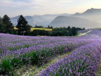 Dr Bronner : regenerative agriculture