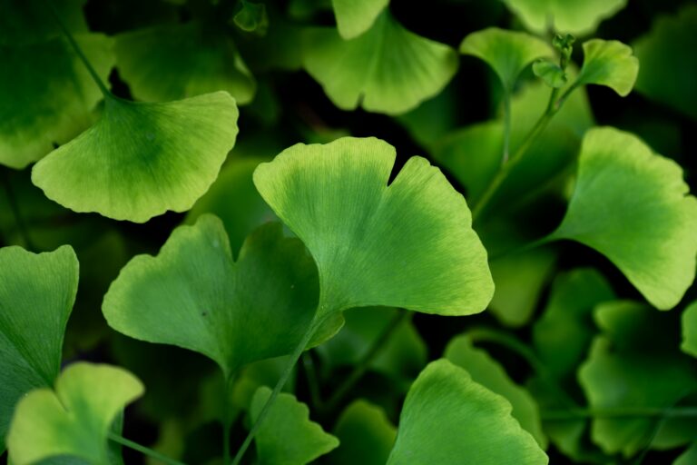 K-Beauty Ingredients