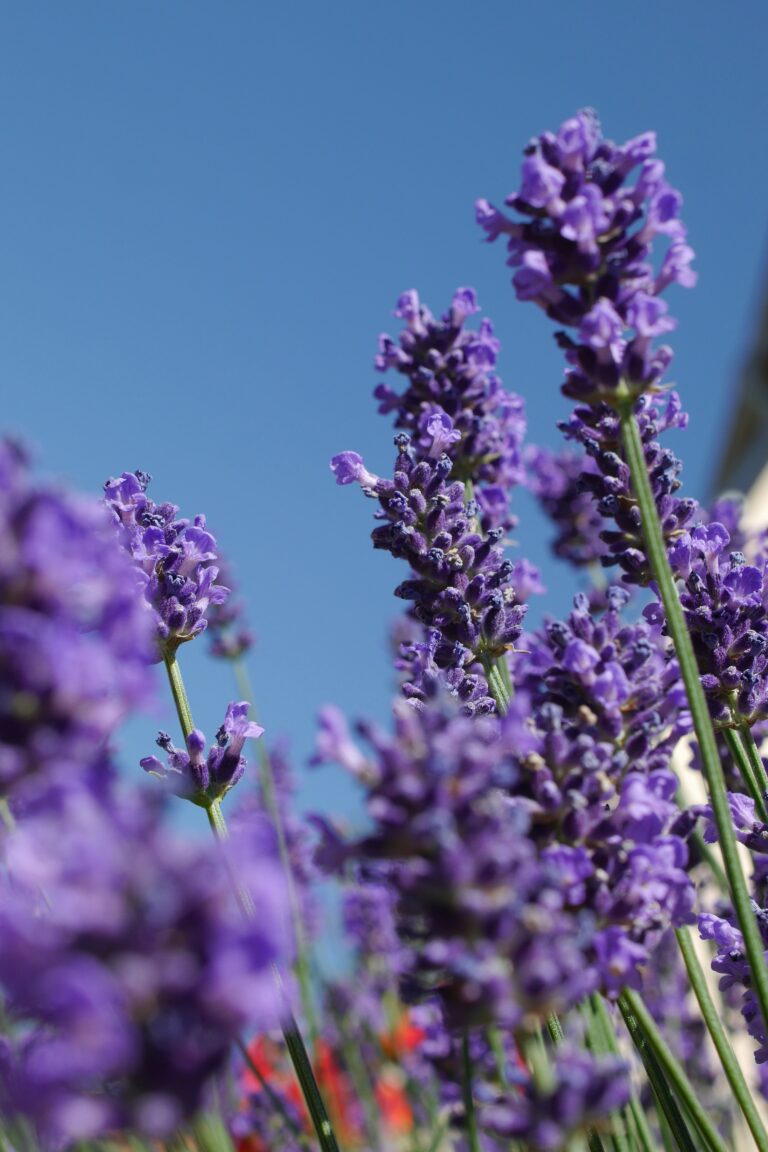 certified organic perfume ingredients